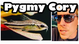 Pygmy Corydoras Care Need to Know [upl. by Sirej908]