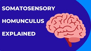 Somatosensory Homunculus Explained [upl. by Notnerb]