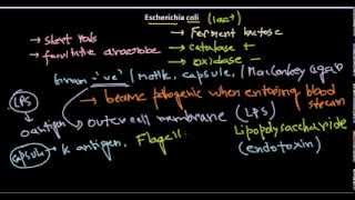 Escherichia coli introduction [upl. by Ainnos]