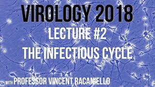 Virology 2018 Lecture 2 The Infectious Cycle [upl. by Ulphiah683]