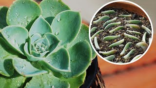 How to grow ECHEVERIA succulent from CUTTINGS and LEAVES  Care conditions [upl. by Akerdnuhs]