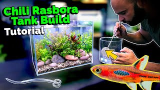 Building a Nano Jungle Planted Aquarium for Chili Rasbora [upl. by Noyek]