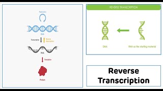 Reverse Transcription Process  Reverse Transcriptase  cDNA Synthesis [upl. by Kartis156]