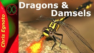 All About Dragonflies and Damselflies [upl. by Lucchesi]