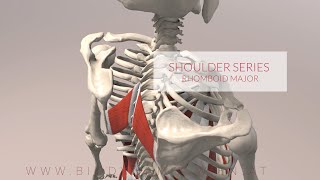 Rhomboid Major Shoulder Series Part 2 3D Animation [upl. by Enaud492]