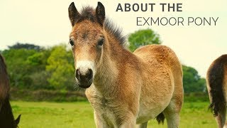 About the Exmoor Pony [upl. by Ymerrej]