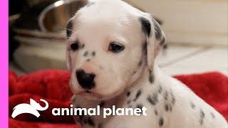 Dalmatians Fun and Playful Moments [upl. by Idnaj]