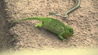 Chameleon v snake HD [upl. by Atteuqal]