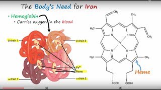 Iron amp Iron Deficiency Anemia Part 1 [upl. by Wappes]