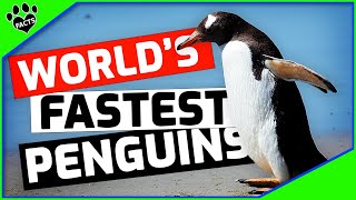 Top 10 Interesting Facts About Gentoo Penguins 101 [upl. by Ridgley]