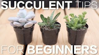 Succulent Tips for Beginners  Garden Answer [upl. by Kyriako542]