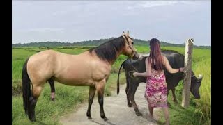 My sister training care her lovely horse in beginner 2021 [upl. by Lady]