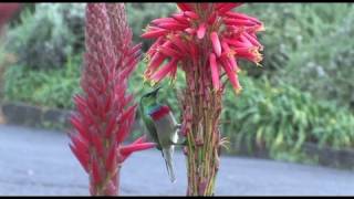 Into the Fynbos Conserving Biodiversity in the Cape Floristic Region [upl. by Rudiger]