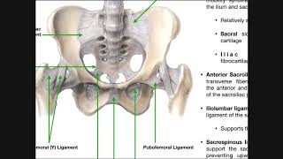 The Sacroiliac Joint Part 1  Major Ligaments amp Structures [upl. by Whatley569]