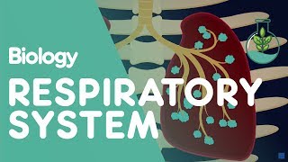 Respiratory System  Introduction  Physiology  Biology  FuseSchool [upl. by Bogosian]