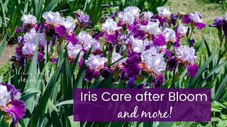 Iris Care after Blooming and more [upl. by Yenahpets]