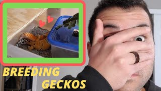 Leopard Gecko Breeding Setup How I Breed My Leopard Geckos [upl. by Denny]