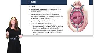 Digestive System Mouth Pharynx amp Esophagus [upl. by Beauchamp]