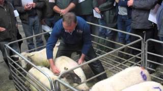 Selecting the most suitable lambs for slaughter [upl. by Htrahddis]