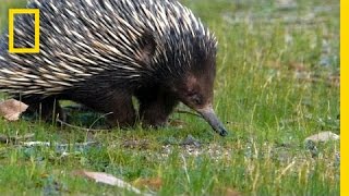 Prickly Love Echidnas Caught Mating  National Geographic [upl. by Peterec329]