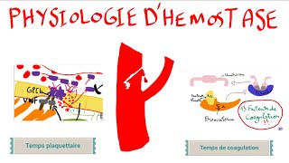 Physiologie dhémostase [upl. by Ro226]