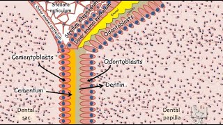 Development of Tooth  Part 5 Root formation [upl. by Aisanat707]