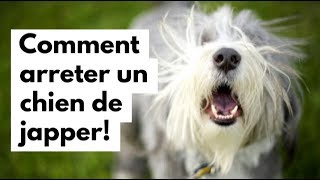 Comment arrêter un chien de japper [upl. by Ninaj]