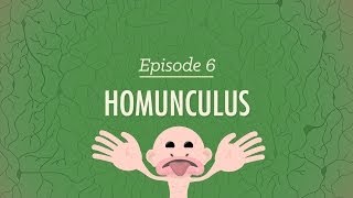 Homunculus Crash Course Psychology 6 [upl. by Ahsieket]