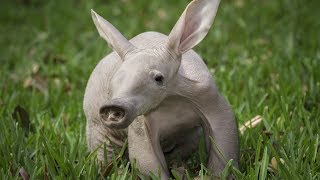 Aardvark  Animal of the Week [upl. by Weider]