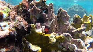 Snorkeling in Anguilla [upl. by Vil]