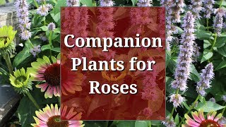 Companion Plants for Roses [upl. by Laurel693]