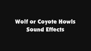 Wolf or Coyote Howls SFX [upl. by Marmaduke492]