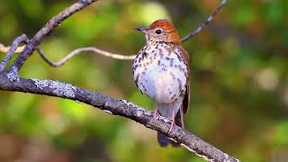 Listen to the song of the Wood Thrush [upl. by Carie]