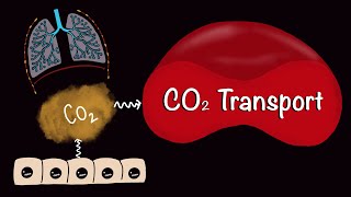 CO2 Transport  Carbondioxide Transport  Respiratory Gas Exchange  Respiratory Physiology [upl. by Wordoow]