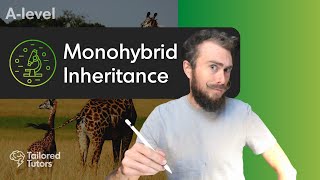 Monohybrid Inheritance  A Level Biology Revision [upl. by Tenrag]