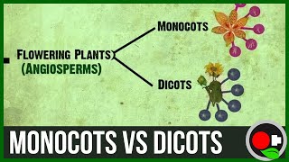 Monocots vs Dicots Explained [upl. by Hakon655]