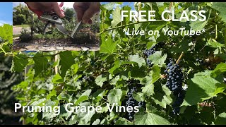 Class Pruning Grape Vines Beginners Guide [upl. by Verlee842]