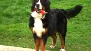 JollyBernese Mountain Dog [upl. by Macknair667]