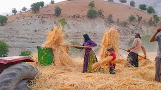 Nomad Family Harvests Crops Nomadic Farming [upl. by Danby]