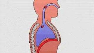 How the Body Works  Breathing [upl. by Sydney]