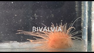 Bivalvia [upl. by Assillam428]