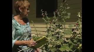 Transplanting a Hollyhock [upl. by Dabney]