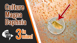 How to culture DAPHNIA MAGNA  The easy way [upl. by Moss740]