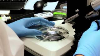 Zebrafish Microinjection Video  Full Version [upl. by Rainah398]