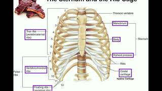 Anatomy  The Sternum Rib Cage amp Vertebrae [upl. by Aurelea]