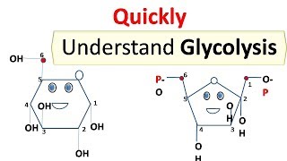 glycolysis [upl. by Anilad]