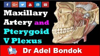 Maxillary Artery and Pterygoid Venous Plexus Dr Adel Bondok [upl. by Maclay]