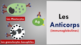 Les Anticorps  Les Immunoglobulines [upl. by Fry]