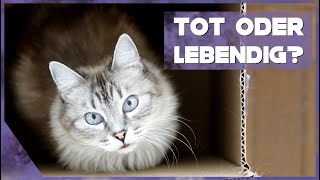 Schrödingers Katze einfach erklärt [upl. by Casaleggio]