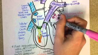 Heart Structure and Circulation [upl. by Eema]